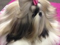 Vivian Eukanuba5