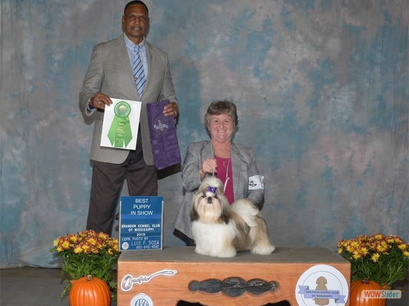 Justin- Best In Show Puppy 2019