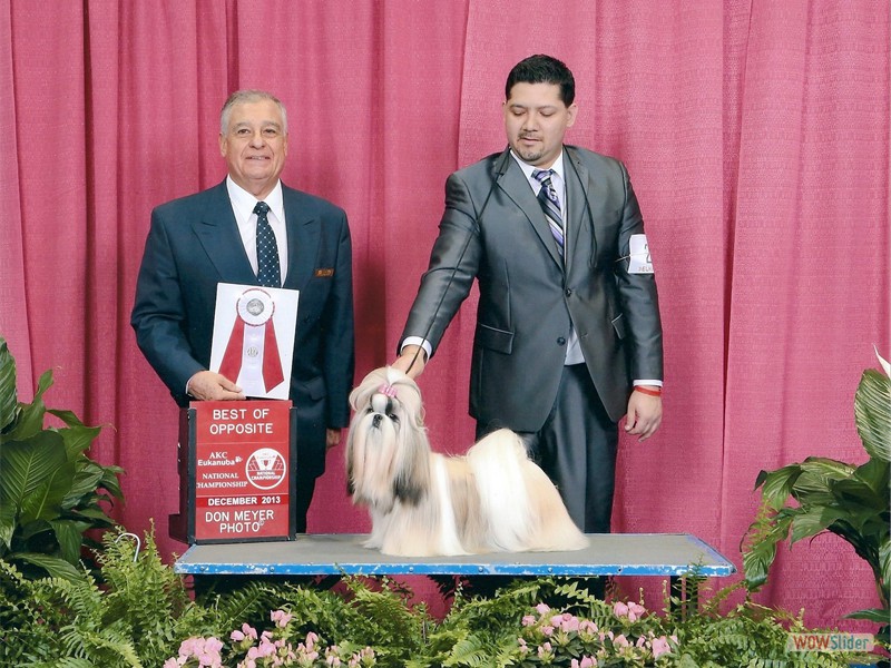 Vivian -  Eukanuba 2013